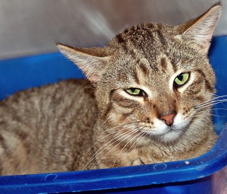 Pet of the Month: Yahtzee