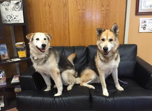 Pet(s) of the Month: Charlie and Macy
