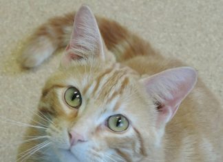 Pet of the Month: Logan