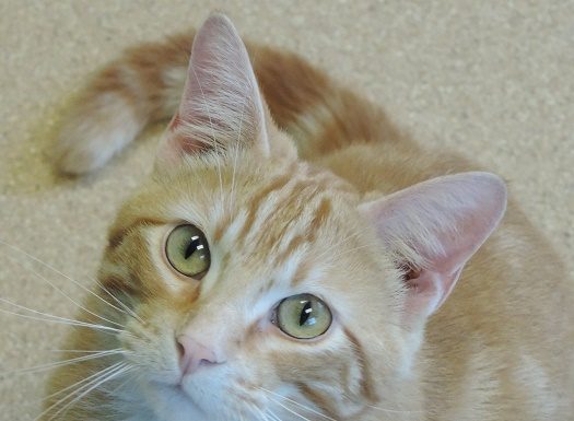 Pet of the Month: Logan