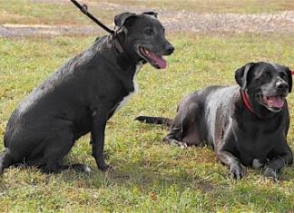 Pet(s) of the Month: Girlie and Scurry