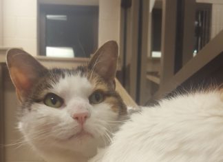 Pet of the Month: Nala