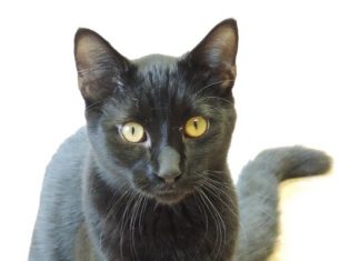 Pet of the Month: Sir Meows