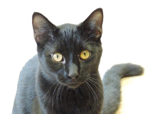 Pet of the Month: Sir Meows