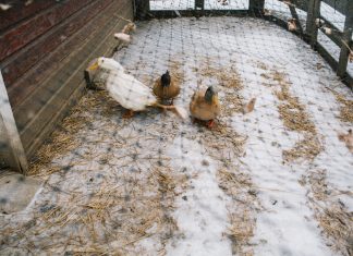 At Home: Cara Sambo & Mike Nadolski