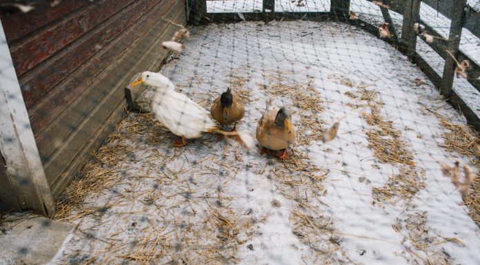 At Home: Cara Sambo & Mike Nadolski