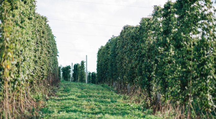Growing in South Dakota