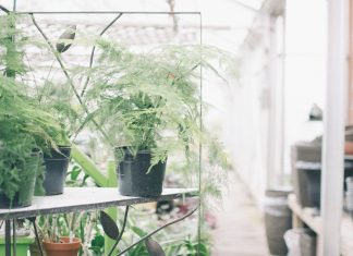 The Benefits of House Plants