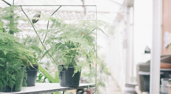 The Benefits of House Plants