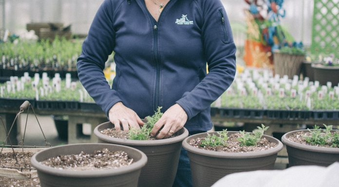 Growing into the Business