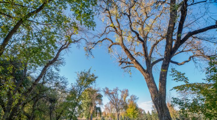 Great Plains Paradise: The Mary Jo Wegner Arboretum
