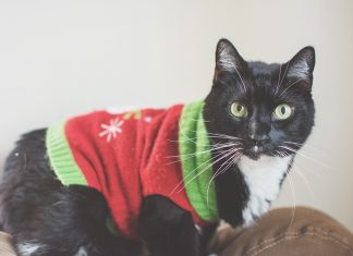 A Home for the Holidays