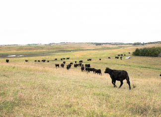 The Neighborherds: Bringing Farm-Fresh Beef To Your Doorstep