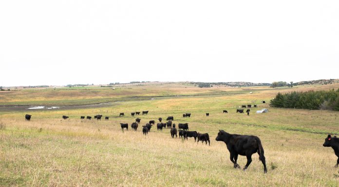 The Neighborherds: Bringing Farm-Fresh Beef To Your Doorstep