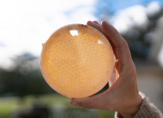 Spearfish’s Sunrise Hives: Making High-Quality Honey Accessible Honey Comb