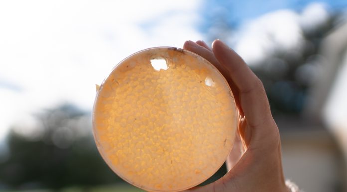 Spearfish’s Sunrise Hives: Making High-Quality Honey Accessible Honey Comb