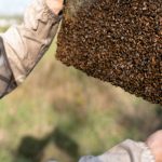 SpearfishHoney2-Slider