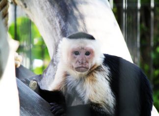 605: UP NEXT | DAYS OF ’76, SIPPIN’ SAFARI & MORE