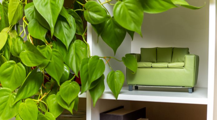 The Black Hills Green Couch Project