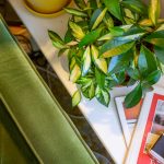 Black Hills Green Couch // 605 Magazine
