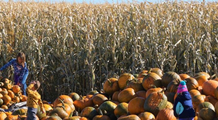 605: UP NEXT | CULTURECON, SCARE MAZE, AND MORE