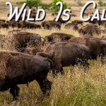 Custer web ad
