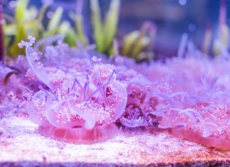 605 Stops By | The Butterfly House & Aquarium