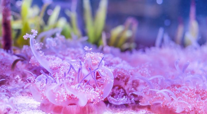 605 Stops By | The Butterfly House & Aquarium