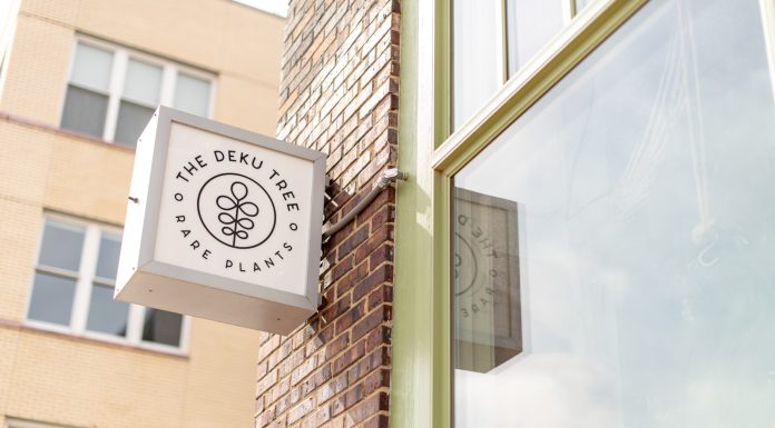 Rare Roots | The Deku Tree