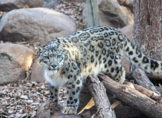 The 605 Show Podcast: Episode 50 | Live with Denise DePaolo of the Great Plains Zoo