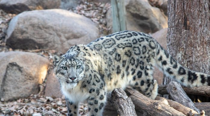 The 605 Show Podcast: Episode 50 | Live with Denise DePaolo of the Great Plains Zoo