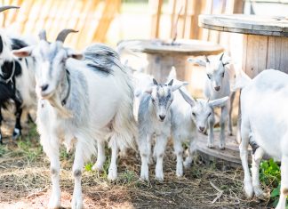 605 Spotlight | The Highroad Homestead