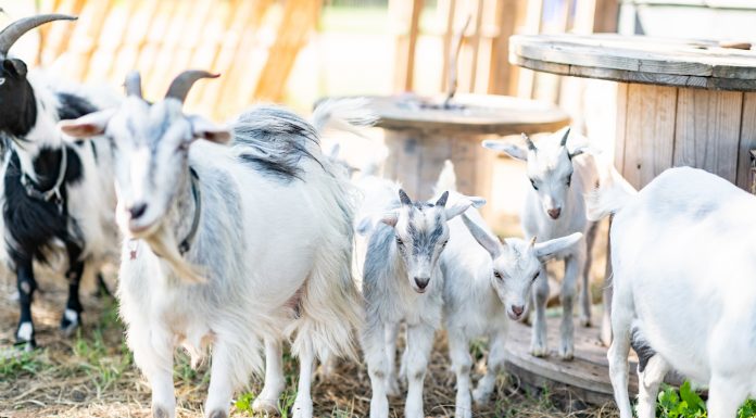 605 Spotlight | The Highroad Homestead