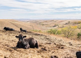 605 Stops By // The Kubik Farm & Ranch