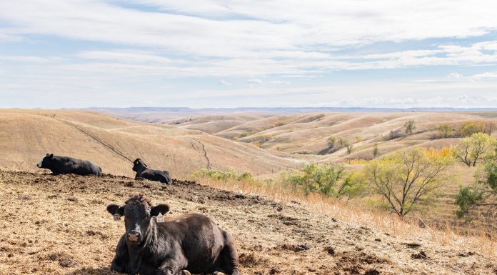 605 Stops By // The Kubik Farm & Ranch