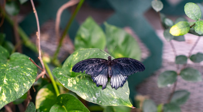 605 Tries // Butterfly House & Aquarium