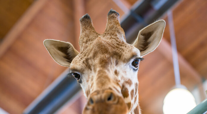 605 Profile // Becky Dewitz