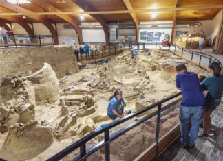 5 Things You Cannot Miss When Visiting The Mammoth Site