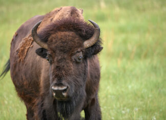 A Vacation Destination // Custer Hospitality Hotels & Resort