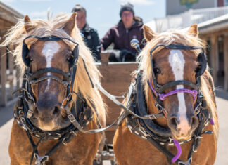 A Haven of Hope // Joy Ranch of South Dakota