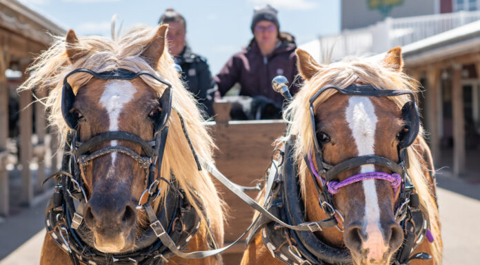 A Haven of Hope // Joy Ranch of South Dakota