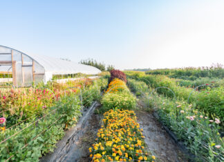 Growing Joy Through Flowers // Pixie Acres Flower Farm