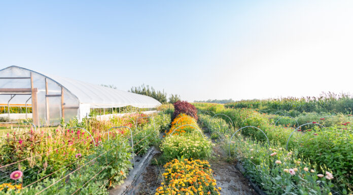 Growing Joy Through Flowers // Pixie Acres Flower Farm