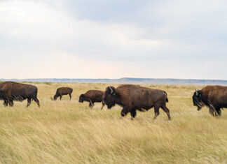 Natural & Non-Toxic // Black Hills Candle & Tallow and Wild Idea Buffalo Company