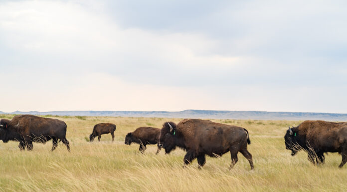 Natural & Non-Toxic // Black Hills Candle & Tallow and Wild Idea Buffalo Company