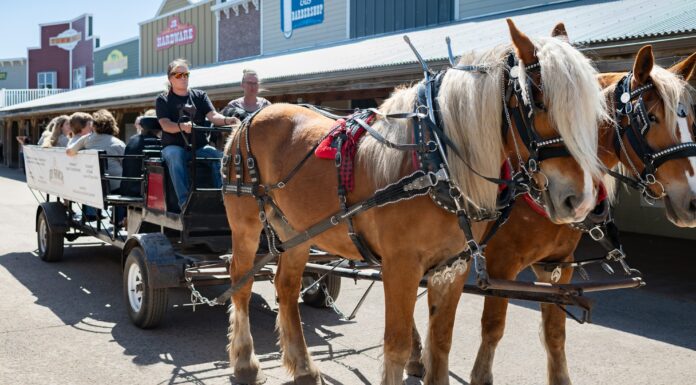 Remote Retreat // Joy Ranch