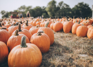605 Roundup // Fall Festivities