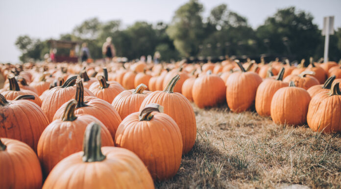 605 Roundup // Fall Festivities